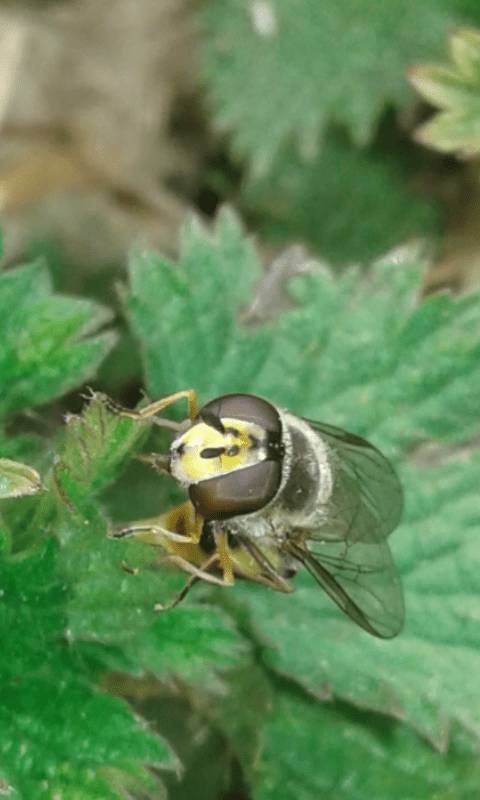 Syrphidae : Eupeodes luniger? Sì, m & f